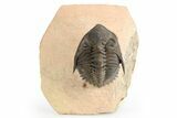 Detailed Metacanthina Trilobite - Lghaft, Morocco #252525-2